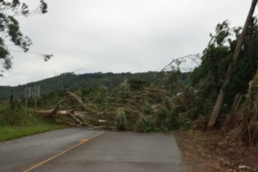 Ventos fortes destelham casas, arrancam árvores e deixam Defesa Civil em alerta em Criciúma