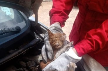 Gato preso em veículo é resgatado pelos Bombeiros Voluntários de Jaguaruna