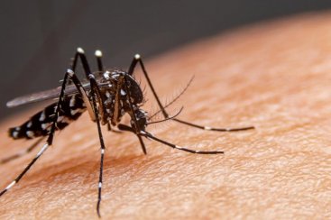 Médico infectologista do Hospital São José alerta para o cuidado com a proliferação da dengue