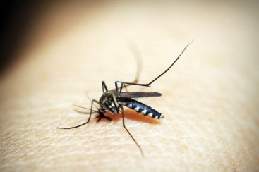 Santa Catarina ultrapassa 100 mil casos prováveis de dengue