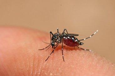 Dengue: dados apontam tendência de queda, mas número de casos ainda preocupa