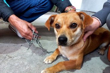Governo de Cocal do Sul já investiu R$ 273 mil reais no programa de castração de animais