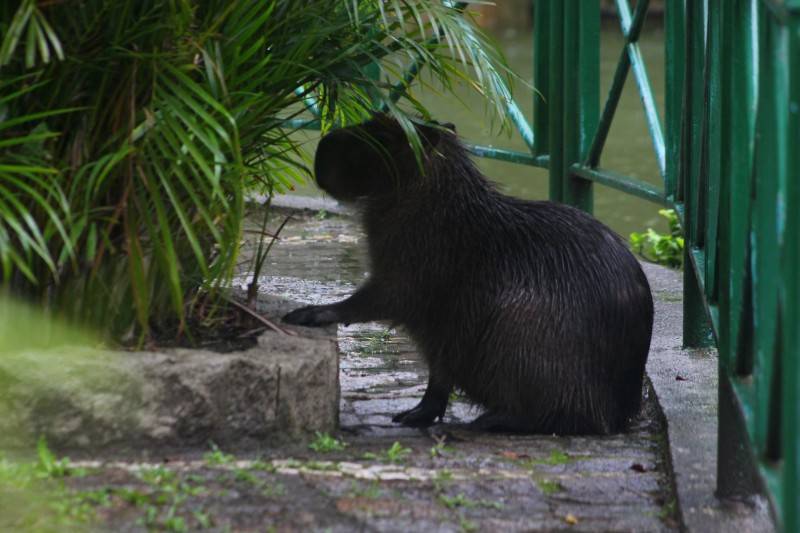 Capivara aparece na Praça do Congresso e desperta atenção de pedestres — foto 1
