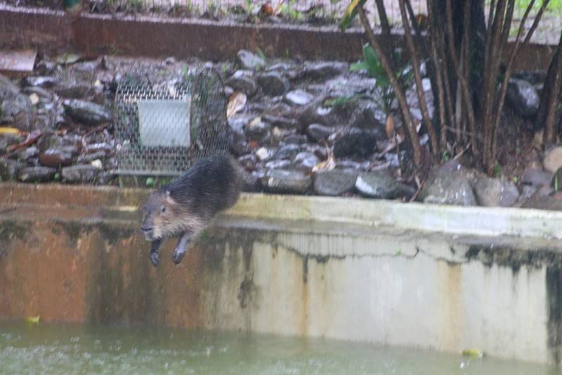 Capivara aparece na Praça do Congresso e desperta atenção de pedestres — foto 14