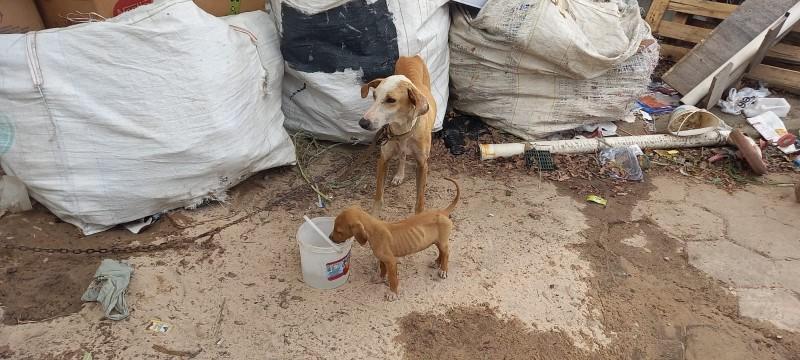 Cães em situação de maus-tratos são resgatados no bairro Paraíso em Criciúma