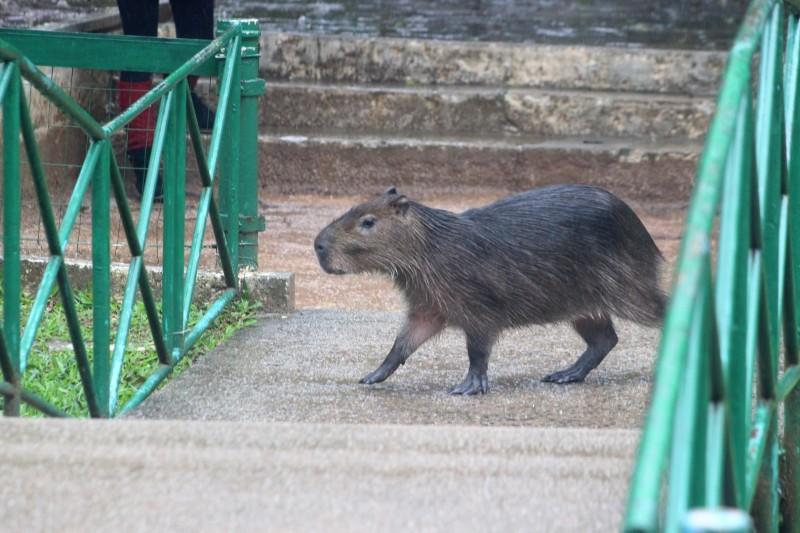 Capivara aparece na Praça do Congresso e desperta atenção de pedestres