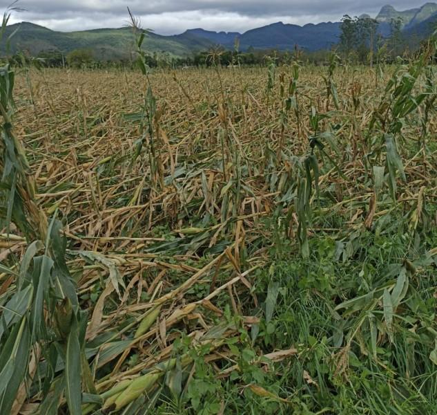 Timbé do Sul: rajadas de vento danificam plantações de milho nesta quinta-feira